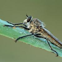 Robber Fly 